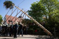 Kaiserwetter und Jubiläumsbier: So war das Maibaumstellen der Feuerwehr beim Maichinger Bürgerhaus.