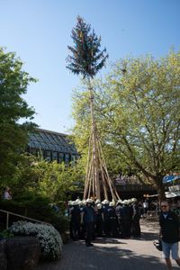 Kaiserwetter und Jubiläumsbier: So war das Maibaumstellen der Feuerwehr beim Maichinger Bürgerhaus.