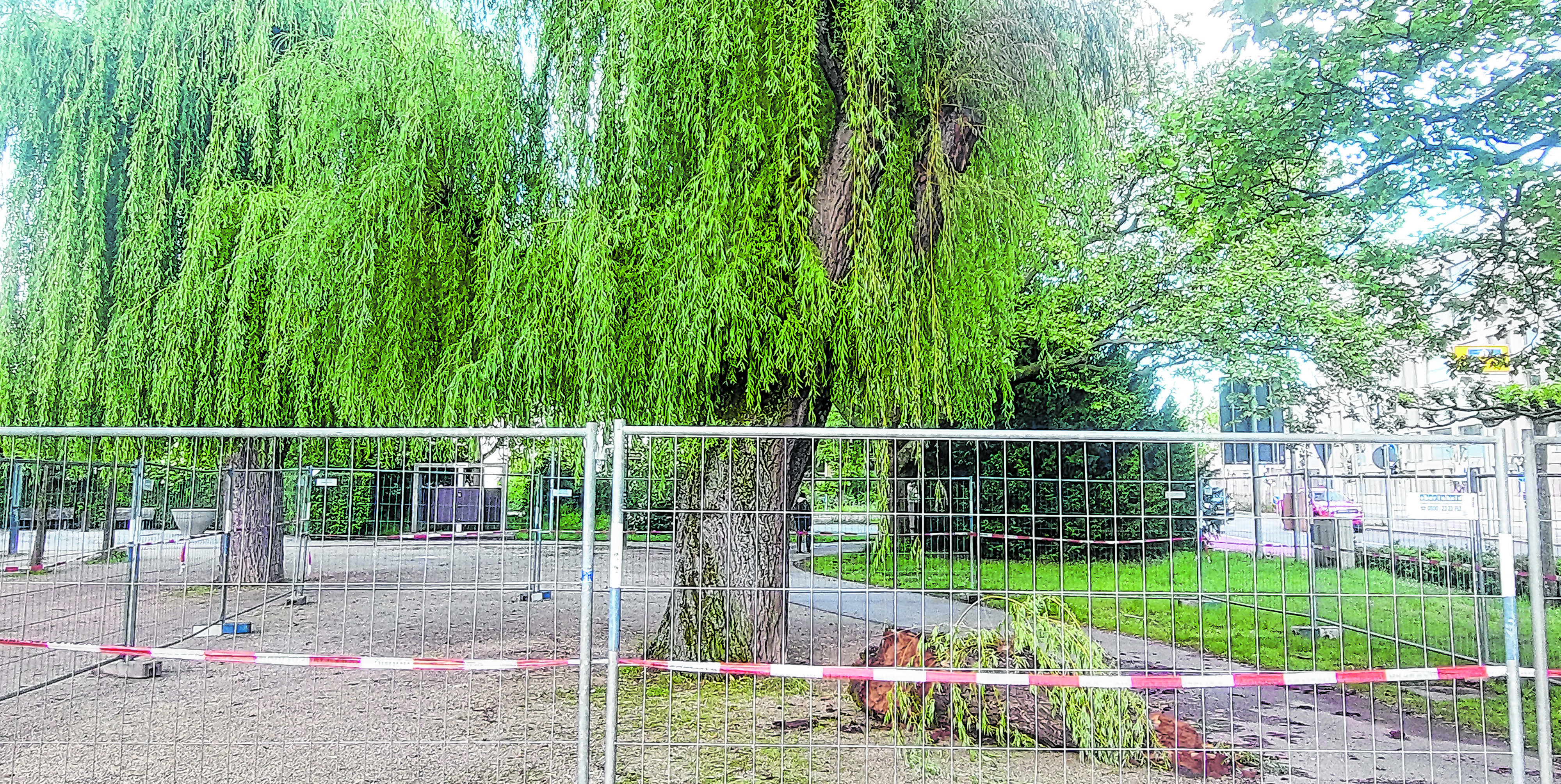 Ein mächtiger Ast liegt auf dem Boden: Als Vorsichtsmaßnahme hat der Zweckverband Technische Betriebsdienste den Bereich um die Trauerweide abgesperrt.