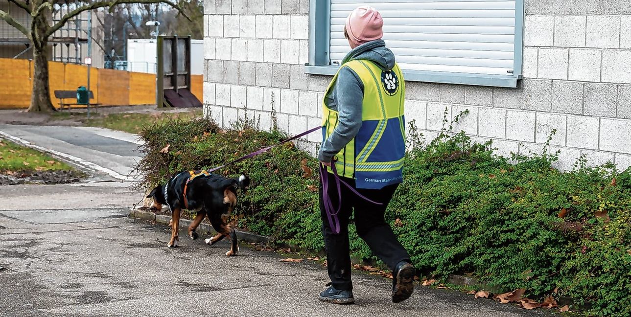 Beim Mantrailing folgen Suchhunde dem individuellen Geruch einer Person.