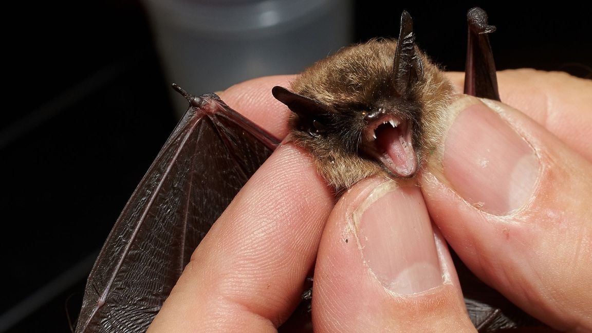 Bei der "Batnight" am 24. August dreht sich alles um die Fledermaus. (Archivbild)