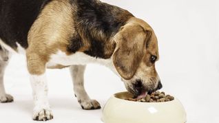 Ein beliebtes Hundefutter kann Plastikteile enthalten.