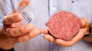 Professor Mark Post von der Universität Maastricht zeigt 2013 künstliches Fleisch aus dem Labor in einer Petrischale. (Archivbild)