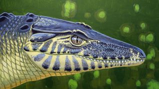 So könnte das landlebende Krokodil Doratodon carcharidens vor 85 Millionen Jahren ausgesehen haben. Anders als zuvor gedacht kam es jedoch nicht aus Gondwana.