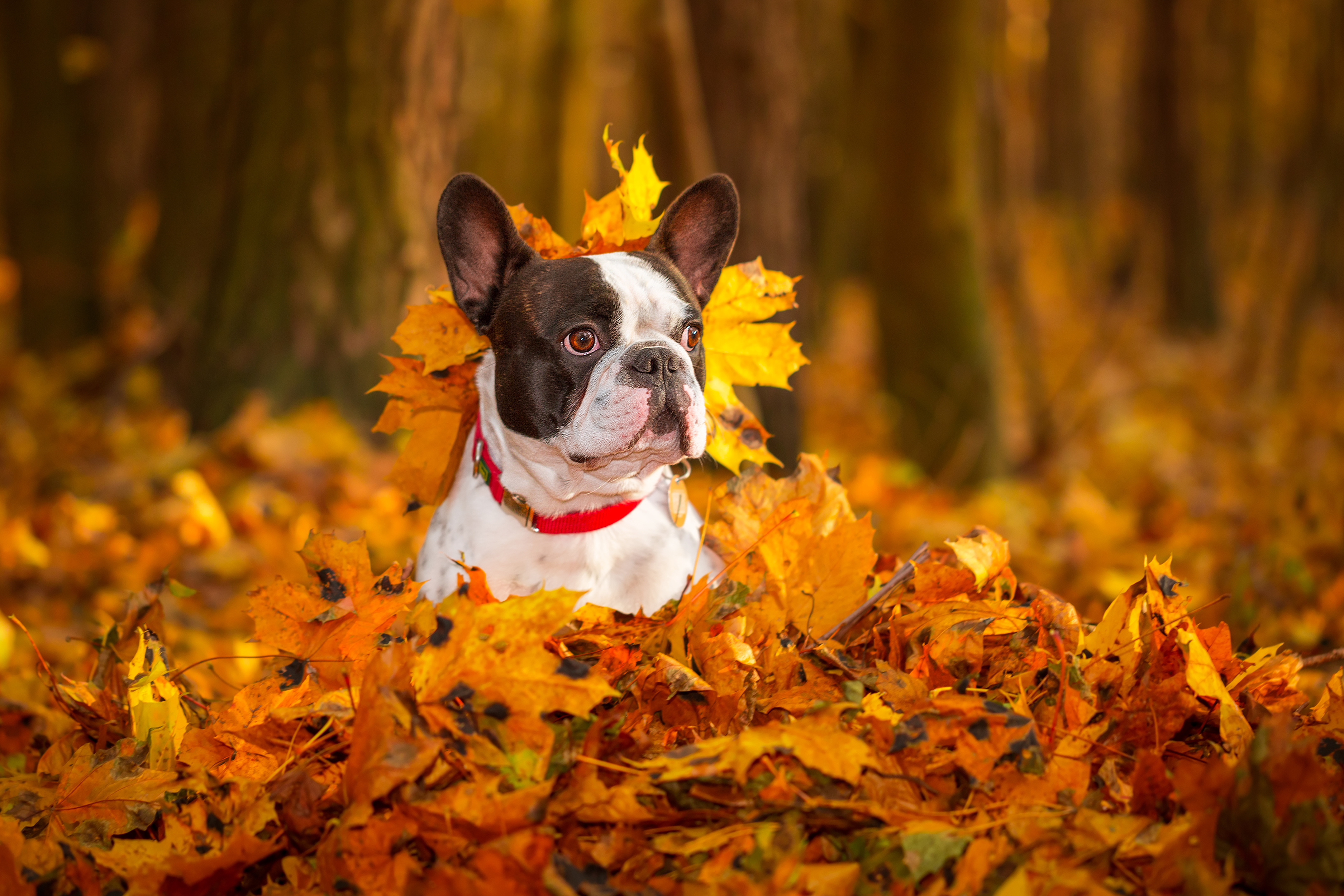 Im Herbst ist des Menschen bester Freund anderen Anforderungen ausgesetzt als in Frühjahr und Sommer. Dasvon sind unter anderem Fell- und Pfotenpflege betroffen.	Bild: Patryk Kosmider / Adobe Stock