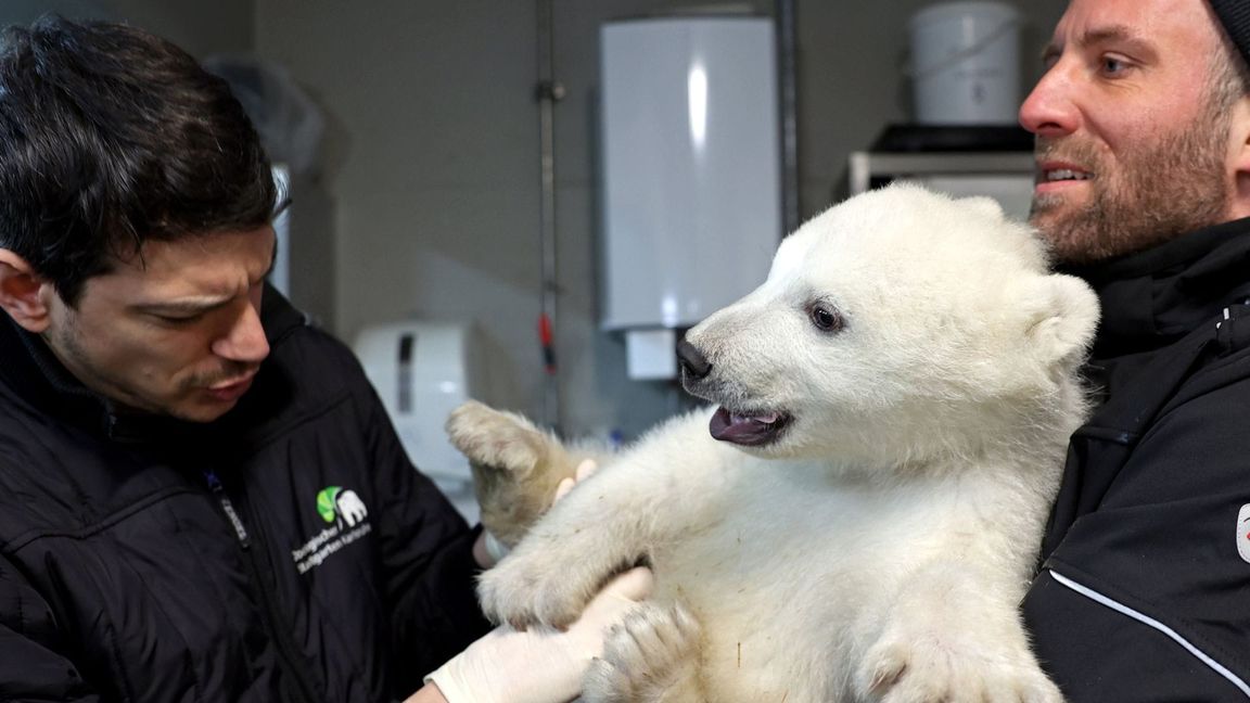 Das Eisbär-Baby vom Karlsruher Zoo hat nun auch einen Namen. (Archivbild)
