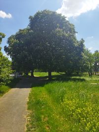 Frühling im Dronfield-Park.