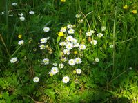 Frühling im Dronfield-Park.