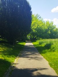 Frühling im Dronfield-Park.