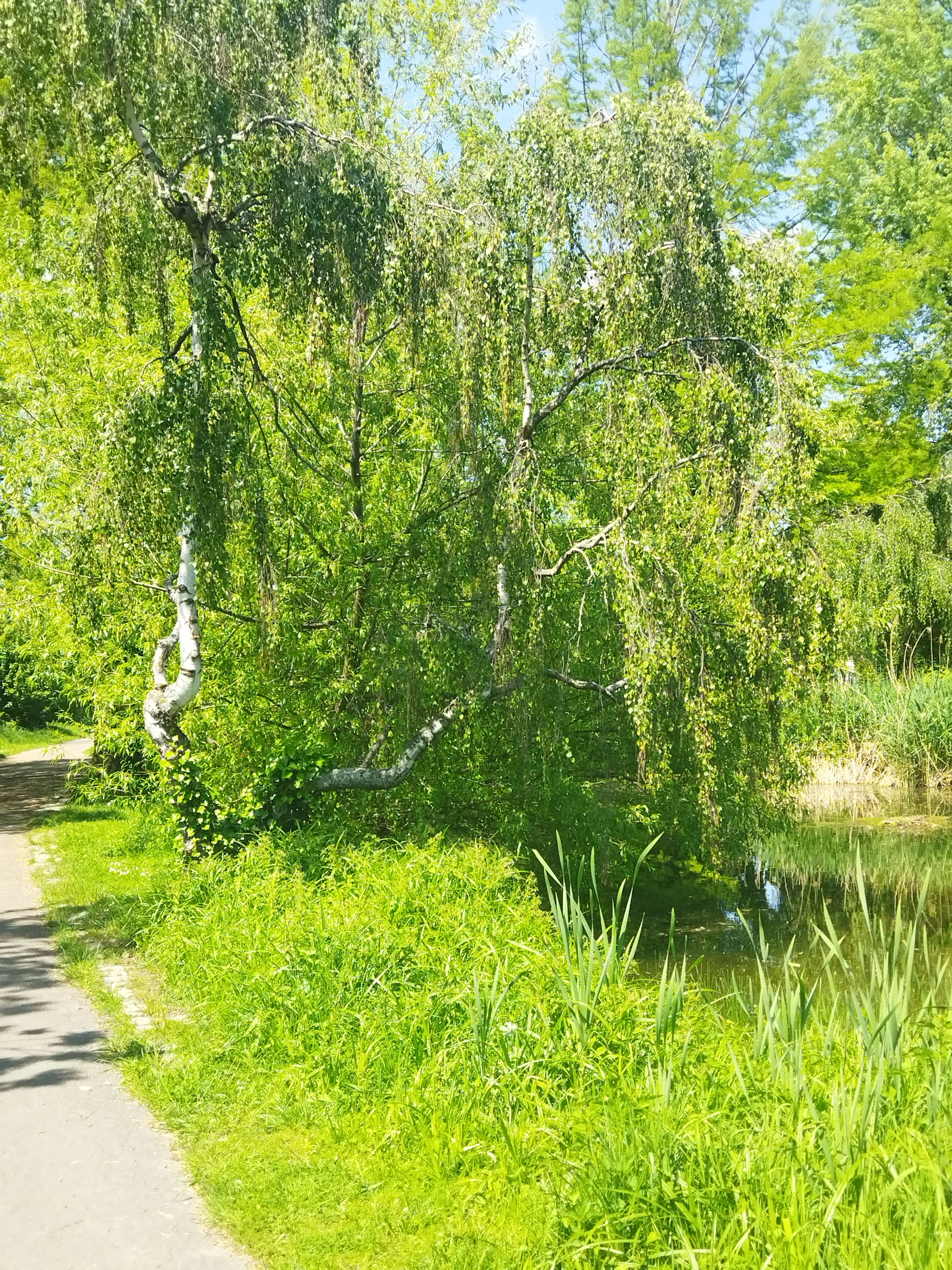 Frühling im Dronfield-Park.