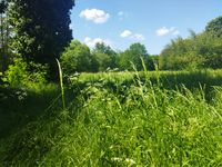 Frühling im Dronfield-Park.