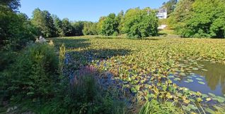 Wenn der Betrachter vor lauter Seerosen die Wasseroberfläche nicht sieht, befindet er sich am Kleinen Klostersee.