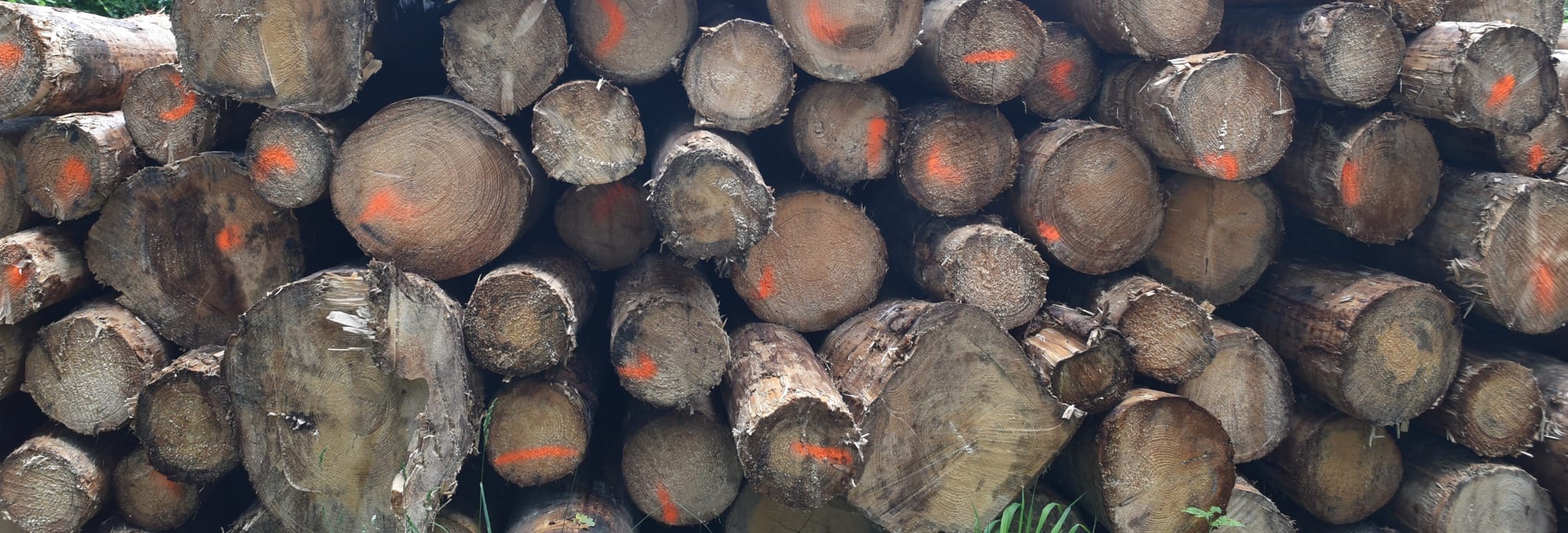 Krankes Nadelholz im Magstadter Wald: Mögliche Abnehmer sind die Papierindustrie und Spanplattenhersteller.