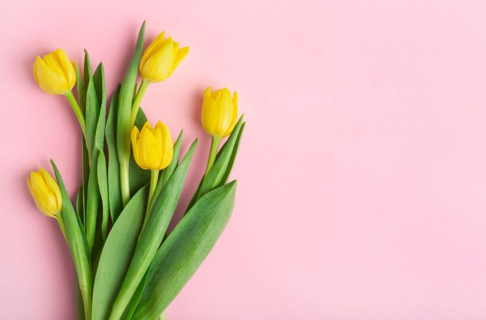 Erfahren Sie, warum Tulpen ihre Köpfe hängen lassen und was man dagegen tun kann.