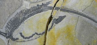 Das Fossil des Austronaga minuta, welches sich in Peking befindet.