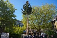 Hocketse unterm Maibaum beim Maichinger Bürgerhaus