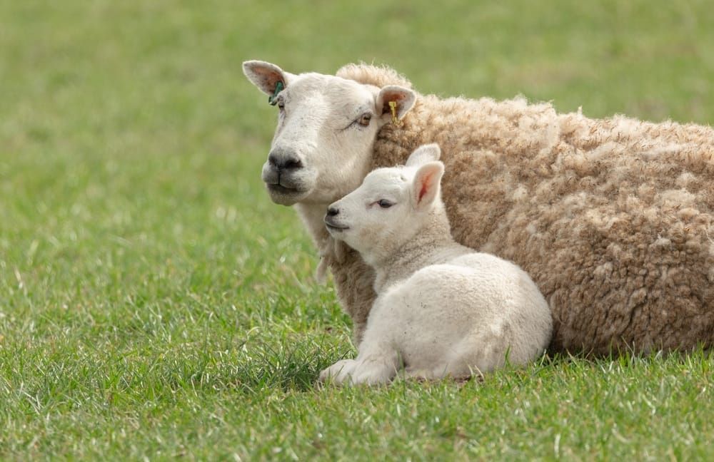 Die Schafskälte tritt meist Mitte Juni auf.