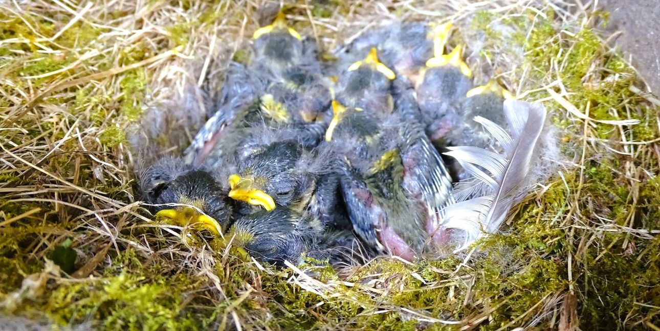 Ein Blaumeisen-Nest mit Jungvögeln.