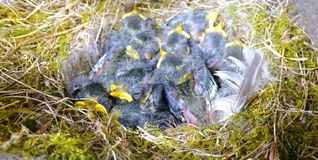 Ein Blaumeisen-Nest mit Jungvögeln.