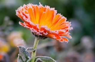 Zum Start in den Oktober wird es in Deutschland deutlich kälter. Wo Bodenfrost und sogar Schnee drohen und welche Regionen verschont bleiben.