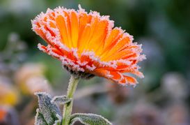 Zum Start in den Oktober wird es in Deutschland deutlich kälter. Wo Bodenfrost und sogar Schnee drohen und welche Regionen verschont bleiben.