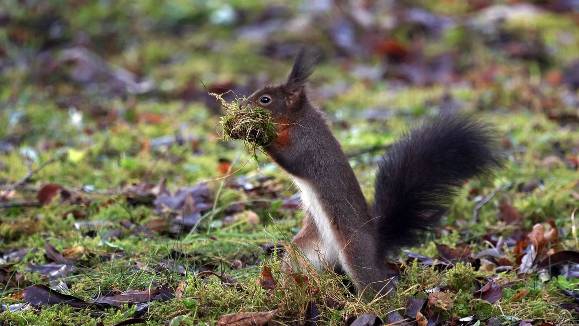 Ein Eichhörnchen sammelt in einem Garten Moos für sein Nest. (Symbolbild)