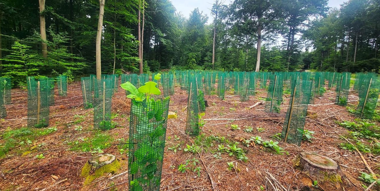 Eine vielfältige Waldverjüngung ist entscheidend für die Zukunft, braucht aber Geduld und Pflege.