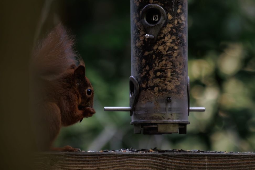 Das Eichhörhnchen futtert in aller Ruhe.
