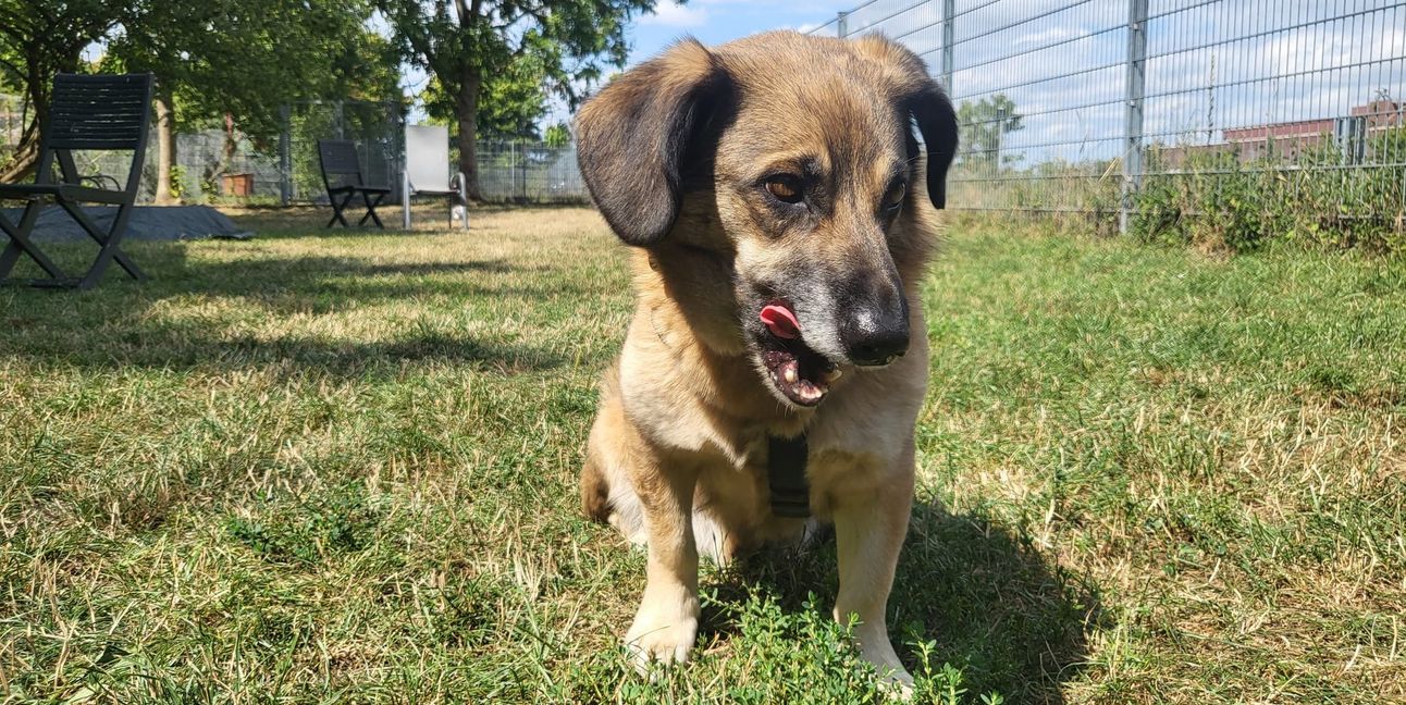 Clyde ist eine Hälfte des Dreamteams. Gemeinsam mit Bonnie wartet er auf ein neues Zuhause.