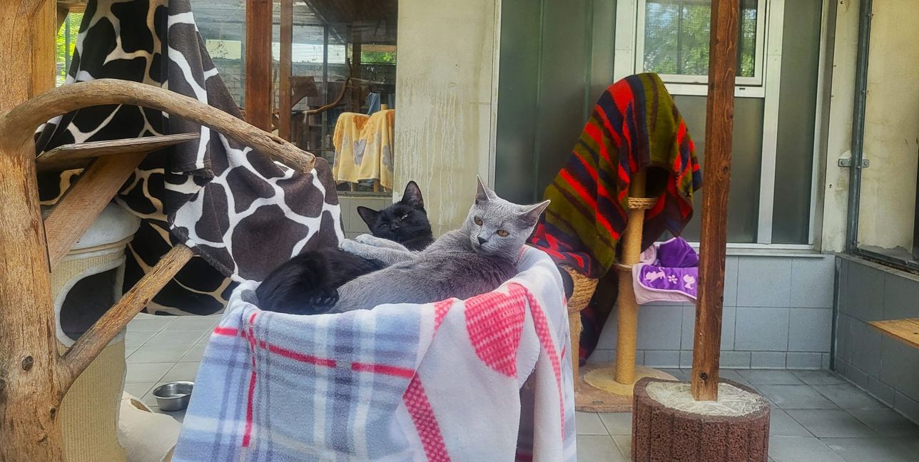 Wer sich ehrenamtlich betätigen möchte kann als Gassigeher oder Katzenstreichler anfangen.