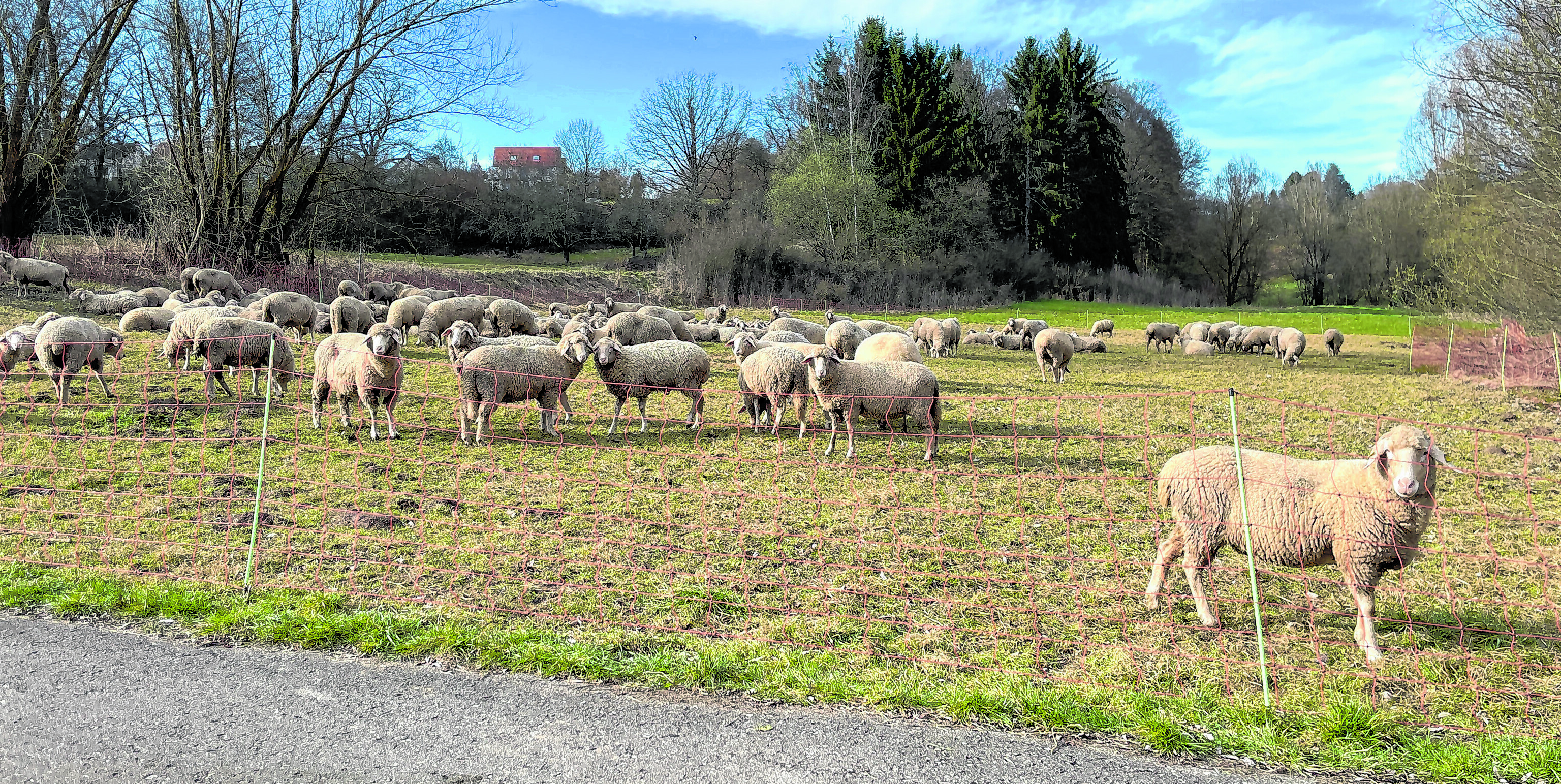 Das Füttern der Tiere ist verboten. Bild: Kalus