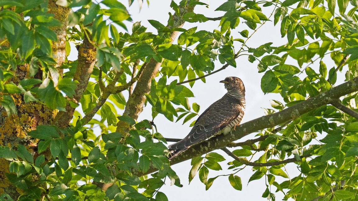 Bei den Kuckucken hört man in der Regel nur die Männchen rufen. (Symbolbild)