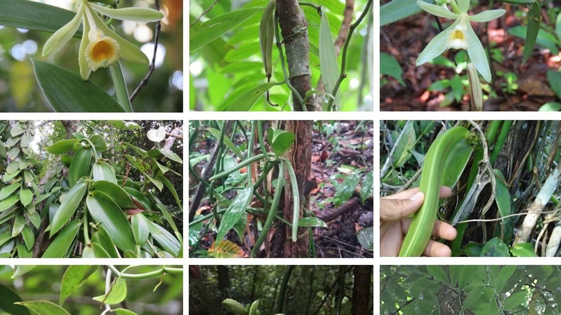 Während etwa die Vanilla inodora nur in Nebelwäldern und tiefergelegenen Regionen mit starken Niederschlägen wächst, kommen andere Arten nur in heißen Regionen mit langen Trockenphasen vor.