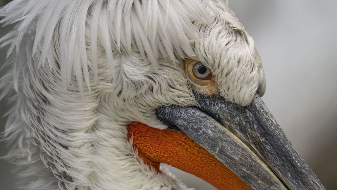 Betroffen ist bisher ein toter Krauskopfpelikan. (Symbolbild)