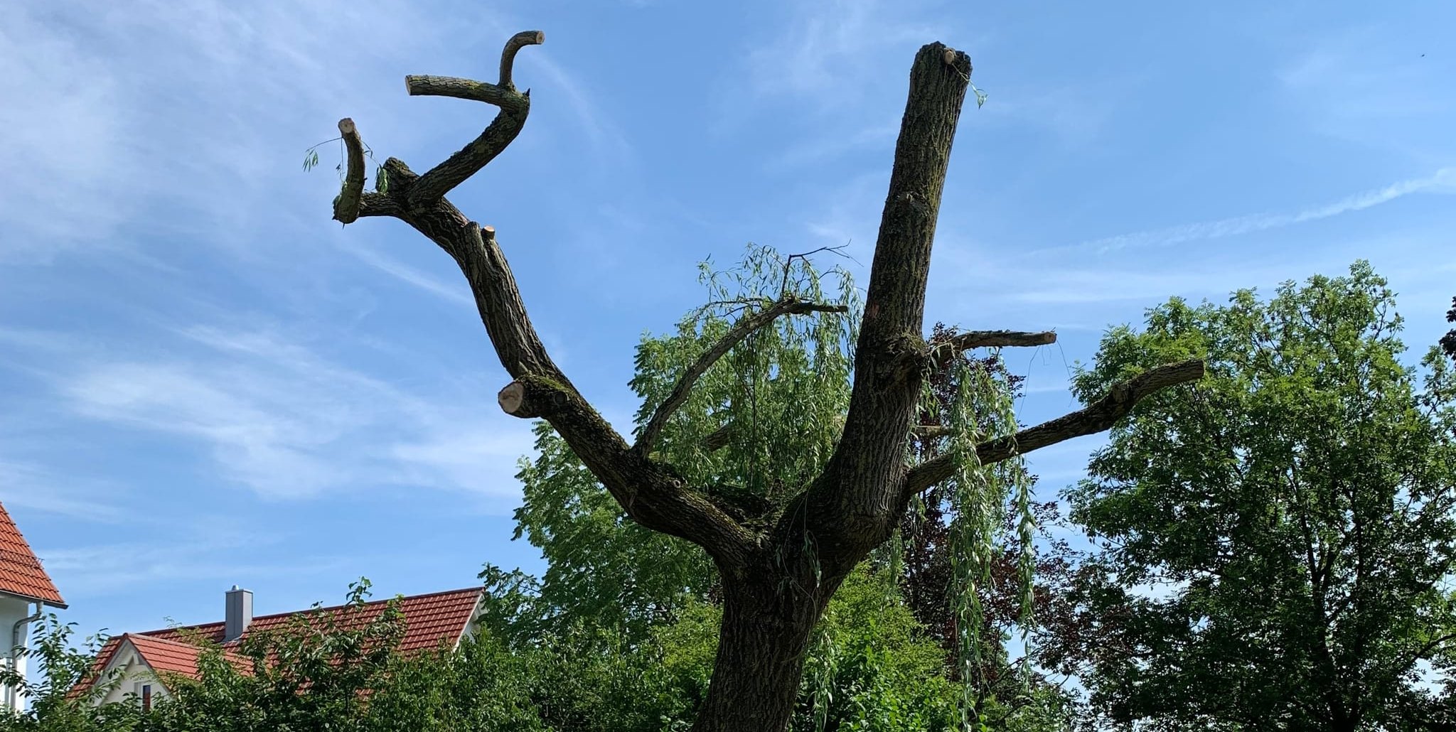 Einige der schweren Äste wiesen Verletzungen auf.