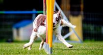 Benjamin Lau fotografiert gerne auch Randsportarten. Ganz kurz über dem Boden kauernd ist ihm diese Aufnahme gelungen.