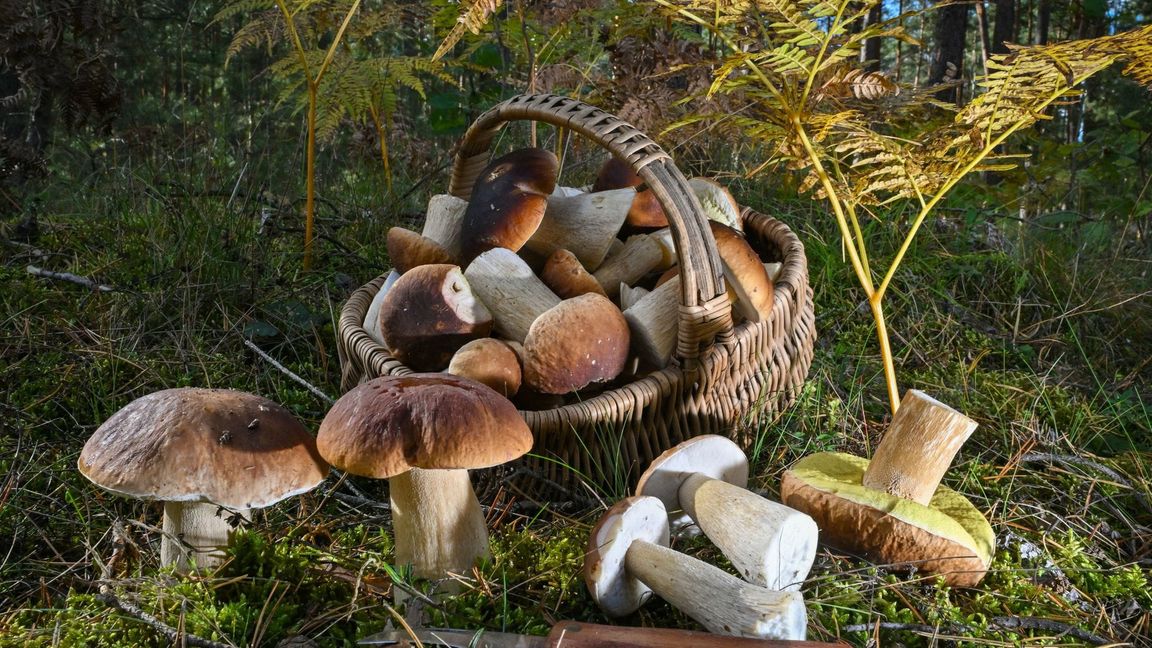 Die Reisenden hatten mehr als 70 Kilogramm Pilze in Deutschland gesammelt. (Symbolbild)