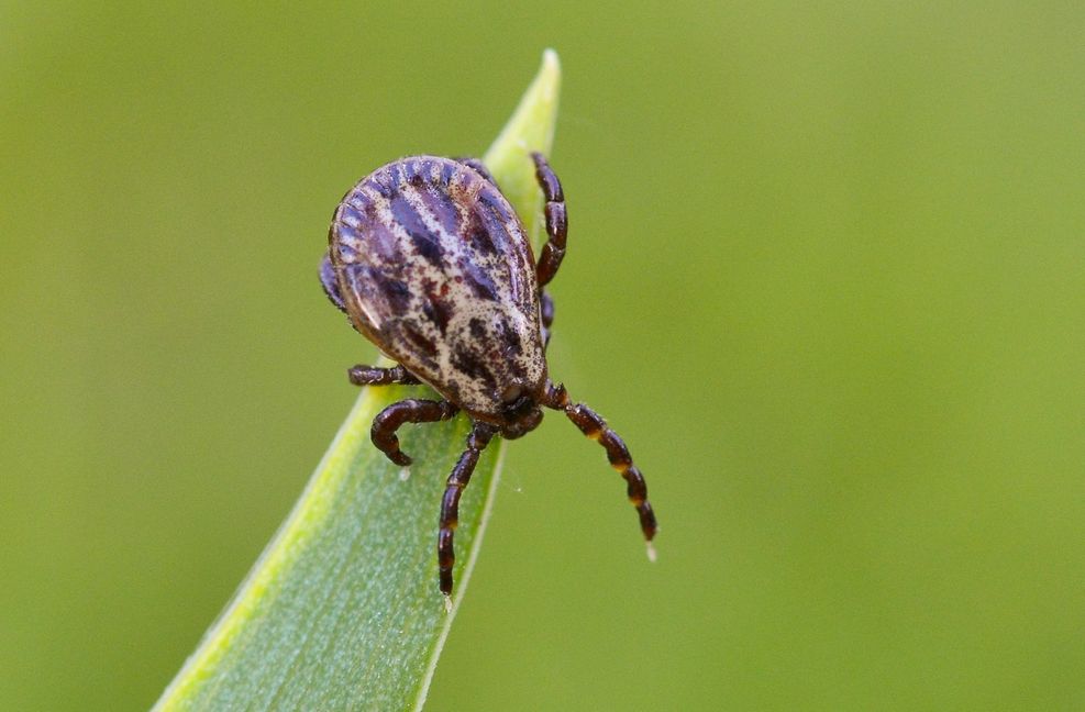 Für Vierbeiner besonders gefährlich: Die Auwaldzecke kann den Erreger der Hundemalaria übertragen. Foto: dpa/Patrick Pleul