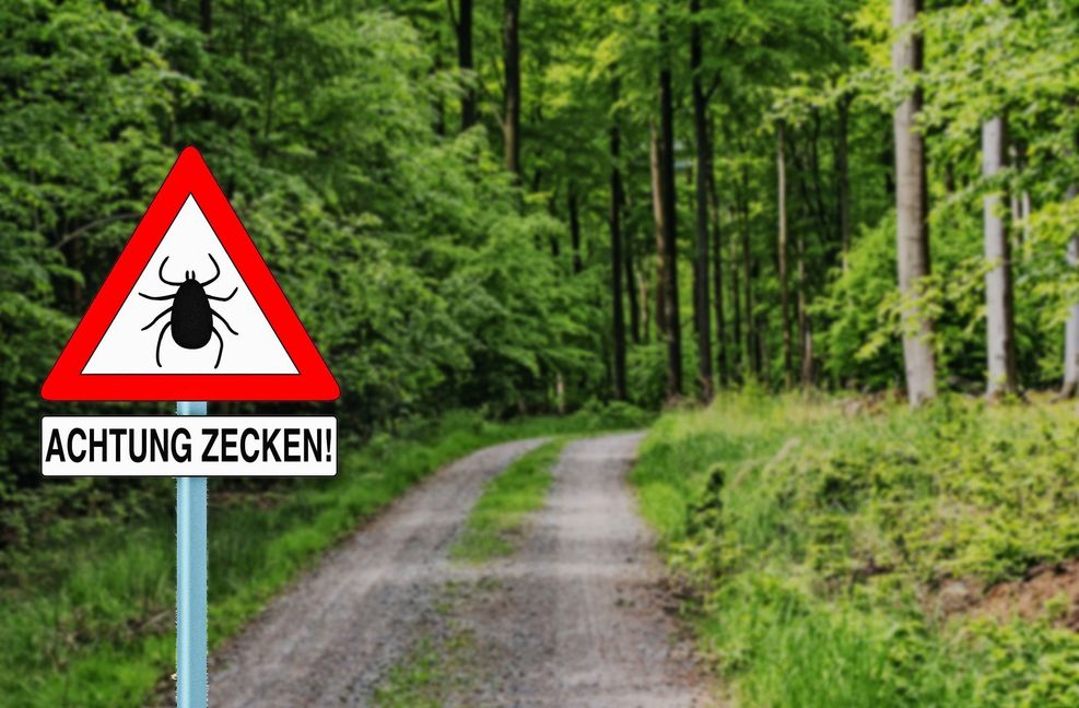 Vor allem in Wäldern besteht die Gefahr, von einer Zecke gestochen zu werden – inzwischen auch während der kalten Jahreszeit. Foto: Adobe