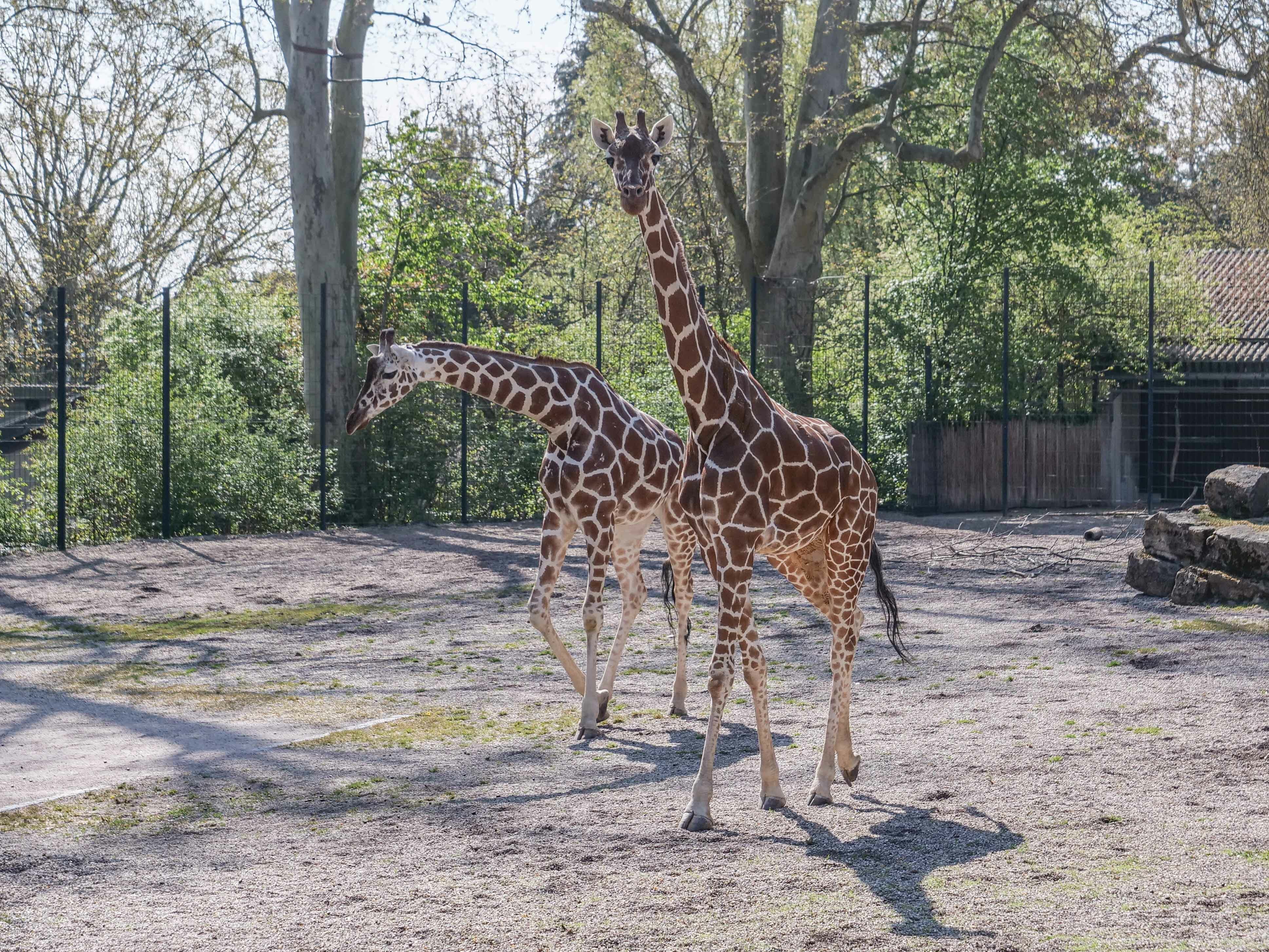 Seit Anfang der Woche durchstreifen die aus dem Kölner Zoo gekommenen Netzgiraffen-Kühe Nyiri (rechts) und Sala gemeinsam die Außenanlage der Wilhelma.