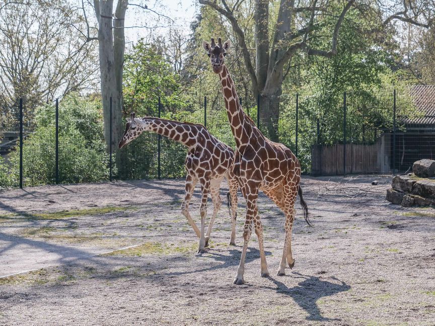 Seit Anfang der Woche durchstreifen die aus dem Kölner Zoo gekommenen Netzgiraffen-Kühe Nyiri (rechts) und Sala gemeinsam die Außenanlage der Wilhelma.