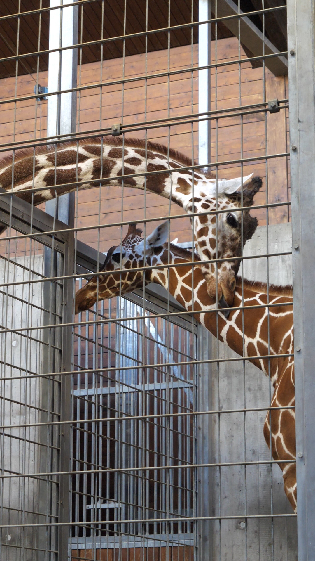 Der 21-jährige Wilhelma-Bulle Hanck (links) zeigte gleich bei der ersten Begegnung Interesse an der gleichaltrigen Netzgiraffen-Kuh Nyiri aus dem Kölner Zoo.