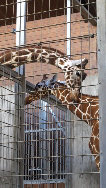 Der 21-jährige Wilhelma-Bulle Hanck (links) zeigte gleich bei der ersten Begegnung Interesse an der gleichaltrigen Netzgiraffen-Kuh Nyiri aus dem Kölner Zoo.