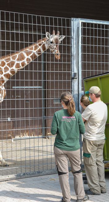 Die Netzgiraffen-Kuh Sala aus dem Kölner Zoo lernte bei der Ankunft in der Wilhelma in Stuttgart ihre neuen Tierpflegerinnen und -pfleger kennen.