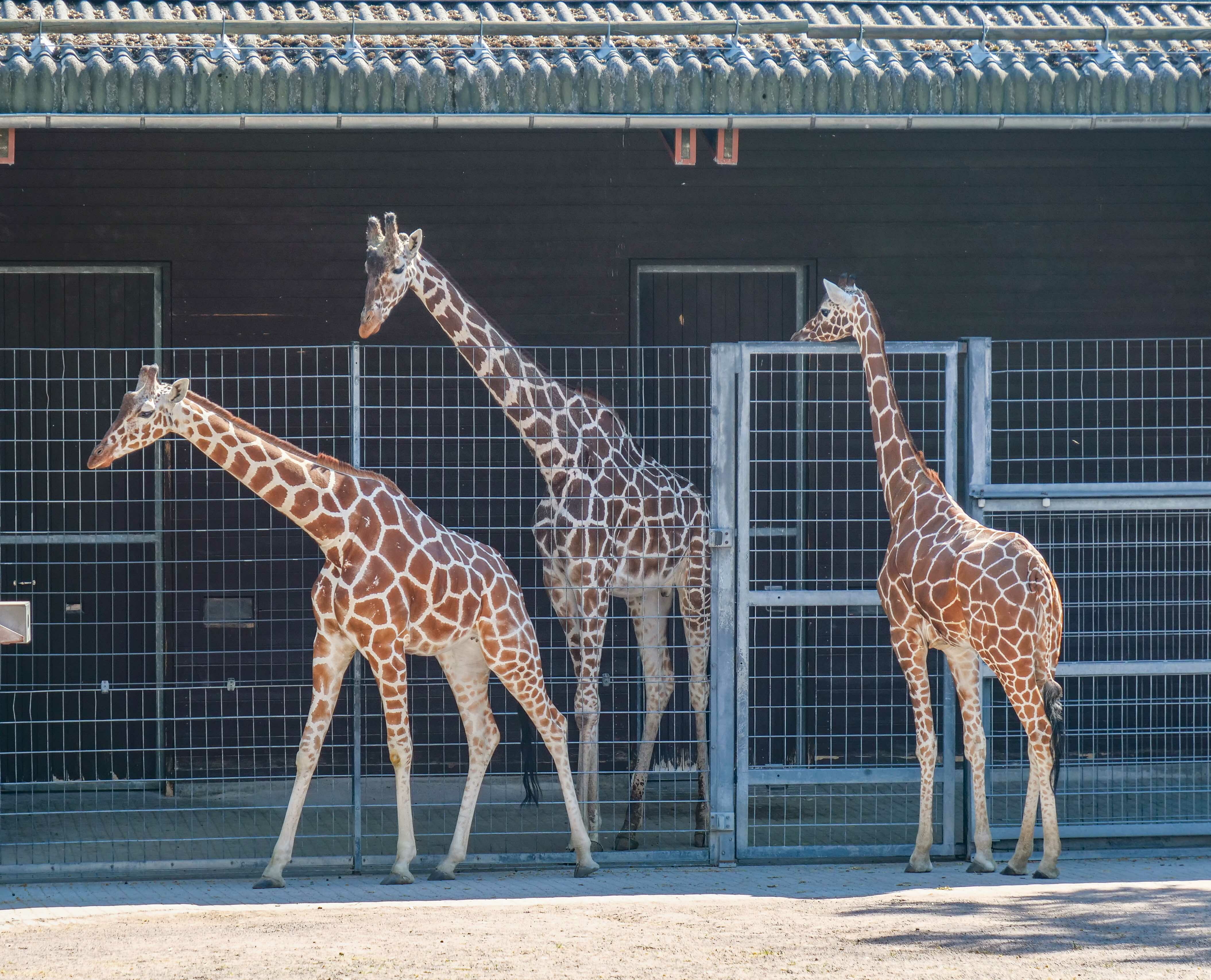Noch wird der Wilhelma-Bulle Hanck von den beiden Netzgiraffen-Kühen aus dem Kölner Zoo getrennt gehalten. Nyiri (rechts) und Sala suchen aber bereits den Kontakt zu ihm.