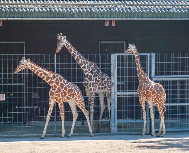 Noch wird der Wilhelma-Bulle Hanck von den beiden Netzgiraffen-Kühen aus dem Kölner Zoo getrennt gehalten. Nyiri (rechts) und Sala suchen aber bereits den Kontakt zu ihm.
