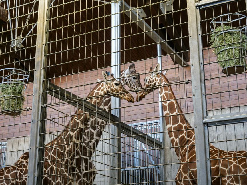 Gleich nach der Ankunft in Stuttgart steckte die Netzgiraffen-Kuh Nyiri (rechts) aus dem Kölner Zoo die Köpfe mit den Wilhelma-Giraffen Anna (links) und Bulle Hanck zusammen.