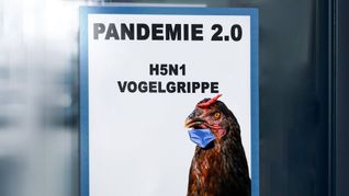 Menschliche Infektionen treten bei der Vogelgrippe H5N1 bisher nur vereinzelt auf. Die Symptome reichen nach Angaben von Seuchenmedizinern von Augen- oder Atemwegsinfektionen bis hin zu schweren Erkrankungen wie Lungenentzündungen, die zum Tod führen können.