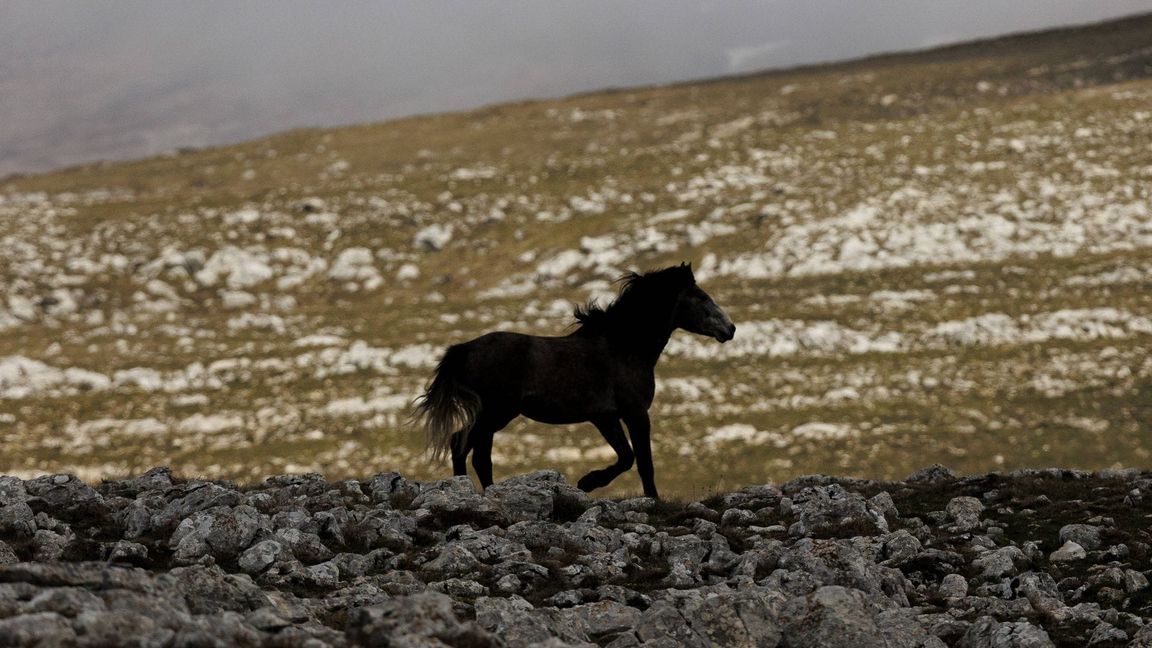 Ohne Besitzer und ohne Schutz: ein verwildertes Pferde am Cincar-Berg in Bosnien-Herzegowina
