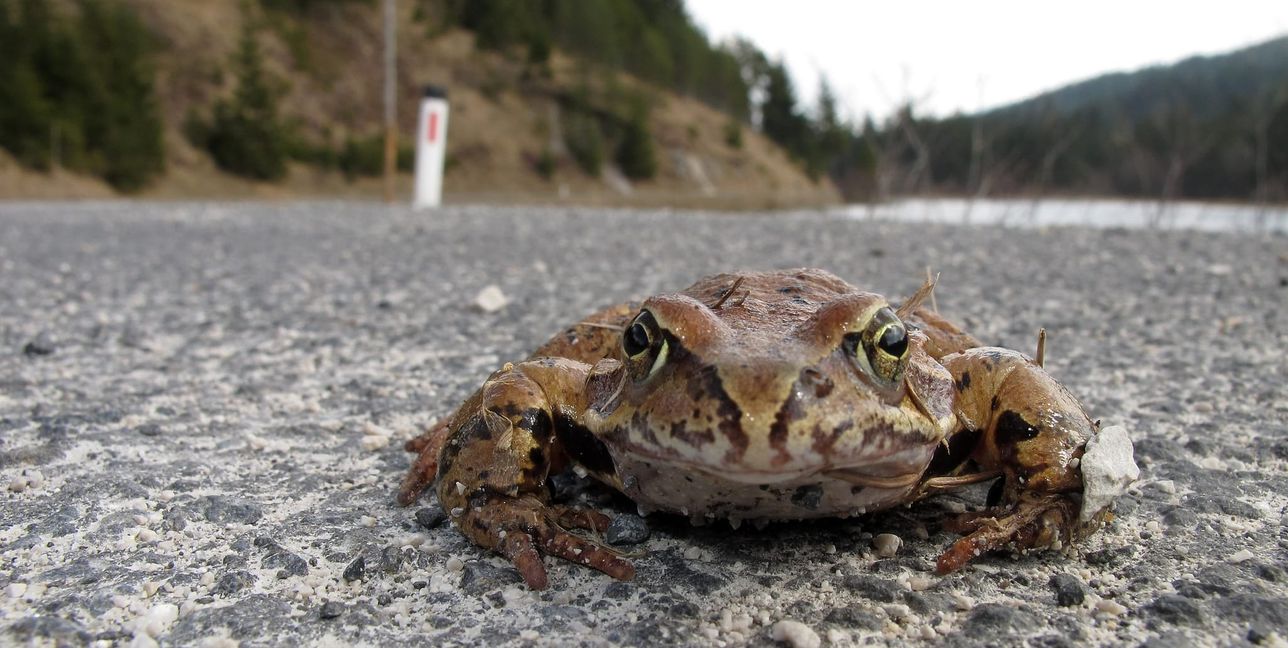 Frösche, Kröten und Molche müssen auf dem Weg zu ihren Laichgebieten oftmals viel befahrene Straßen überqueren.